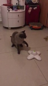 1.1K views · 83 reactions | New cat toy Cookie loves it https://www.thehappydolphinpets.com/products/flutter-bug-cat-toy?variant=3617969504284 | thehappydolphinpets.com | Facebook