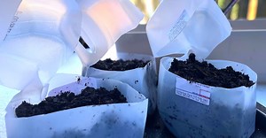 Seed Starting in Milk Jugs | Easy (and actually works)!