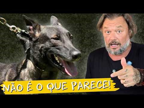 This Belgian Malinois is scary... even when it's not attacking 😳