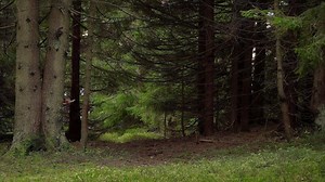 Traveller with a map in a beautiful forest. Travel concept. Carpathian mountain range. Ukraine. 4K
