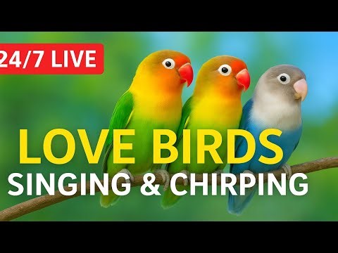 🔴 24/7 LIVE: Lovebirds Livestream