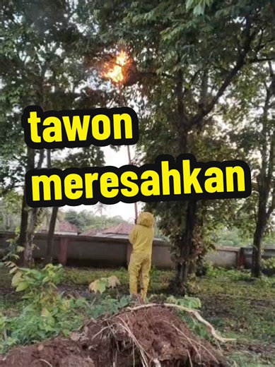 eksekusi tawon. hati2 terhadap tawon berjenis vesva afinish jgn di ganggu.. segera hubungi damkar terdekat. #damkarindonesia #tawon #penjinak_api #damkarhits