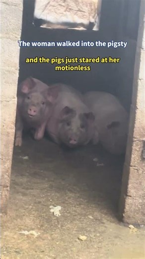 The woman walked into the pigsty, and the pigs just stared at her, motionless