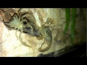 scorpion blanc - buthus occitanus - combat territorial