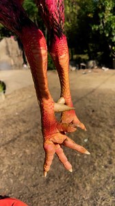 157K views · 1.8K reactions | Java Aseel on Reels | Facebook