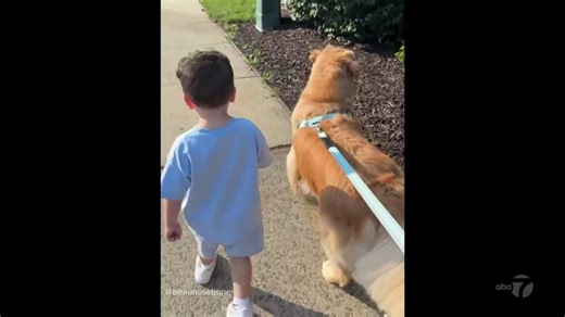 2.3M views · 75K reactions | When two-year-old Frankie Derise went to school for the first time, his family didn't realize how hard it would be for their dog, Beau. David Muir shares the heartwarming moment Beau Nose Bones greets Frankie after hours waiting by the door. https://abcnews.link/nYdk9rG | ABC World News Tonight with David Muir | Facebook
