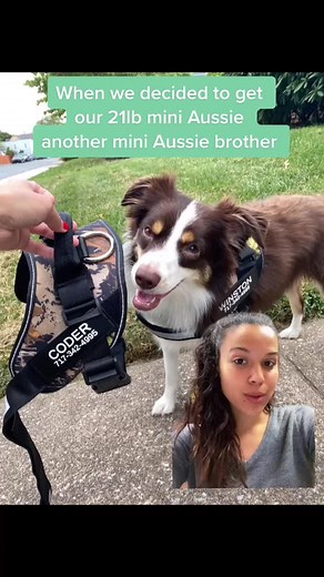 Growing Mini Aussie Brother | Hilarious Transformation
