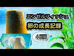 エンゼルフィッシュの卵の観察