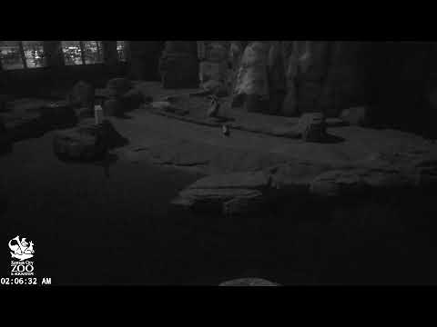 KC Zoo Polar Bear Cam