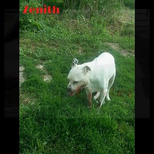 1.9K views · 45 reactions | Some know that Helping Hand for Animals...