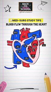 ✨Do you know the blood flow through the heart? ♥️ Trust me, you’ll need to know this for classes like anatomy, pathophysiology, and med-surg. 📌SAVE this post now because you’ll be looking for it later this semester! Great post by @thenursesam #nurse #nurselife #nurses #nursingschool #nursingstudent | CardioVisual