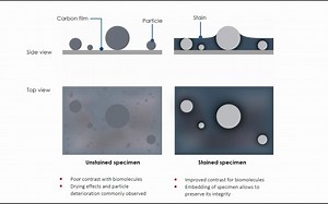 Sample preparation negative staining