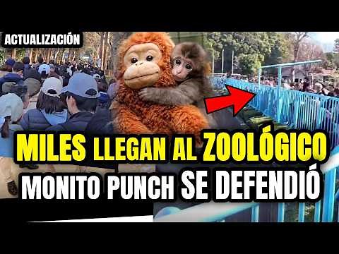 Punch the monkey defends himself and thousands come to the zoo to applaud him.