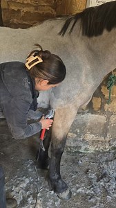 103K views · 308 reactions |  Front Leg line  The clippers should...