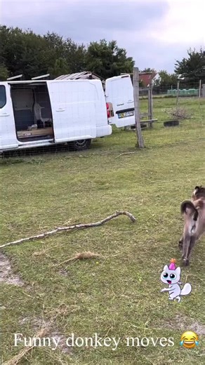 Adopt This Hilarious Donkey for Just $1000