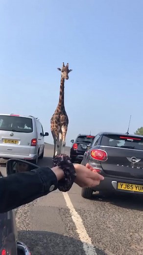 699K views · 24K reactions | The most beautiful creatures on the planet 漣 - Tiktok @ ginaheeley #giraffe #giraffelove | Giraffe Beauty | Facebook