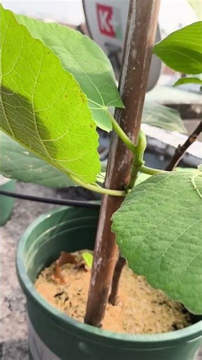 The Growth Journey of Fig Trees: The Joy of Planting | Episode 3014