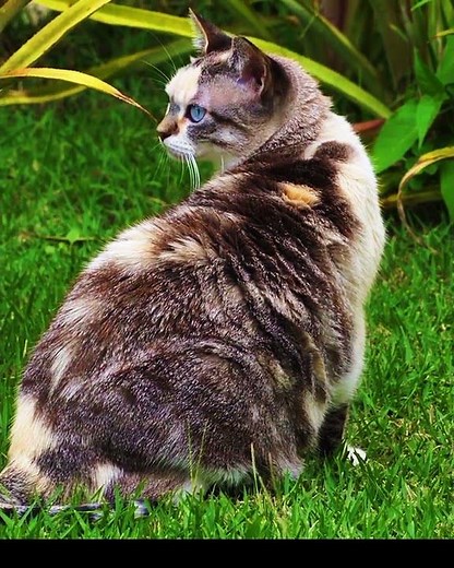 Angry Cat Hissing Sound 😼 | Real Cat Sound Effect for Pets