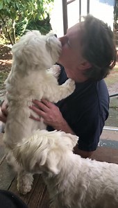 893K views · 18K reactions | Piper and Pickles couldn’t find their Papa anywhere then discovered he was high up on the scaffold doing house renovations. Piper sometimes whimpers went she gets scared and Troy always makes a fool of himself making silly noises when greeting her which makes her feel good but this behaviour really puzzles Pickles as per his reaction. | The Piper Chronicles | Facebook