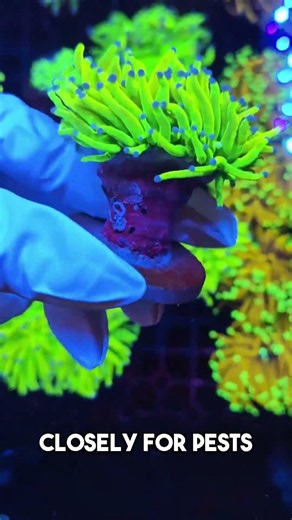 How I inspect a new torch coral