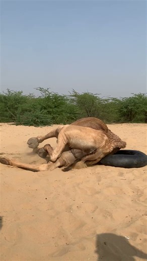 سقط الجمل على الأرض وتدهورت صحته بعد حمل قربة الماء على ظهره #animals