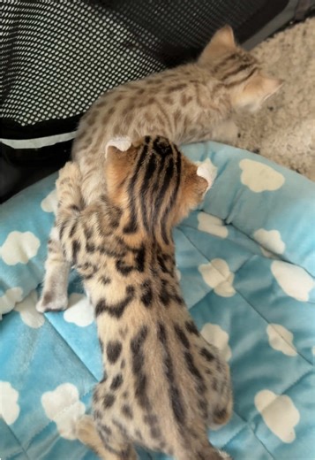 Adorable Bengal Kittens at Play