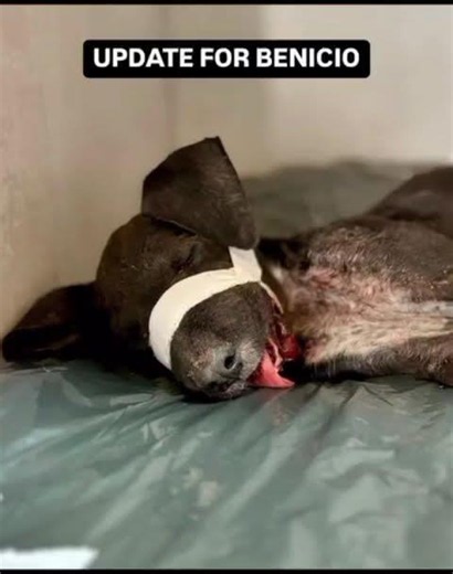 💔🐾 BENICIO REFUSES TO GIVE UP 🐾💔