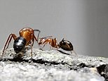 How can Ants behaviour be changed? Researchers explain