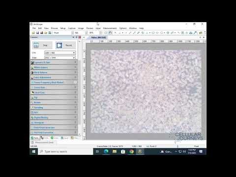 Trypsinization Timing Perfected: Save Your Cells!