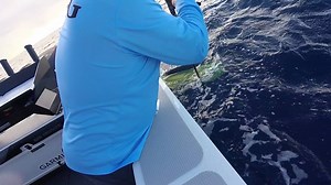 28K views · 236 reactions | Mahi mahi (dolphinfish) are one of the fastest-growing and best-looking fish species in the ocean. Unfortunately for them, they're also exceptionally good on the BBQ! | Bar Crusher Boats | Facebook