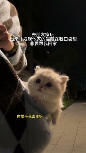 Where can I buy it and get it quickly? #Minuet Dwarf Cat #Munchkin Dwarf #Blue Golden Tabby