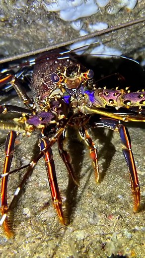 Some more pics of Fish Rock Cave and the creatures that live around the rock. All taken on the new Oceanic iPhone dive housing. This thing does it all, macro, wide angle, photos or videos, dive computer, dive log and compass. . . . . . . . #oceanic #iphone #apple #shark #cave #newtoys #scuba #dive #photography #underwater #fishrock #southwestrocks #swrdive #oceans #nemo #clownfish #nudibranch #crab #crayfish #cavedive #greynurseshark | South West Rocks Dive Centre