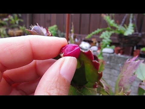 How to Harvest the Seeds from Schlumbergera / Rhipsalidopsis Cactus Fruits - Xmas & Easter Cactus