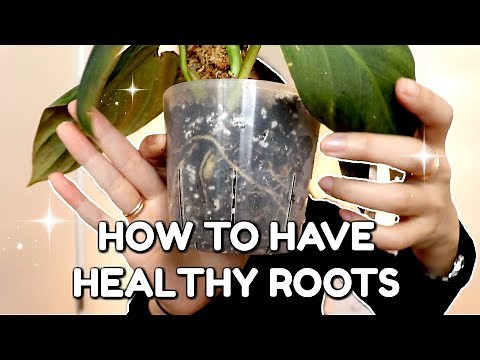 How to Avoid ROOT ROT | Grow Healthy Roots for your Plants