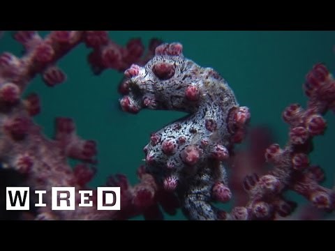 Absurd Creatures | The Pygmy Seahorse Is Pretty Much the Where’s Waldo of the Sea