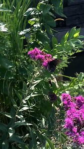 1.1K views · 25 reactions | It's Pollinator Week! Get outside and observe pollinators in the Nebraska Pollinator Quest > https://www.inaturalist.org/projects/nebraska-pollinator-quest-2023 Participation is easy: 曆 Find a pollinator.  Snap a picture. ⬆️ Upload Have fun on your quest for pollinators! #NPPD #PublicPower #AlwaysThereWhenYouNeedUs #PollinatorWeek | Nebraska Public Power District | Facebook