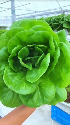 🌱 ¿Quieres el Paso a Paso Exacto para montar tu huerto hidropónico en tan solo 7 días o menos? ⏳ Muchos pasan horas y horas viendo videos que los dejan más confundidos que antes... ¡y nunca se animan a empezar! 😵💫 💡 ¿Para qué hacerlo complicado si esto puede ser muy fácil? Solo necesitas una guía que te muestre el proceso de principio a fin… ¡Y aquí la tienes! ✅ 🔥 Y HOY con un precio de súper oferta. 🔥 👉 ¡Tu Guía te está esperando! | Huerto Hidroponia