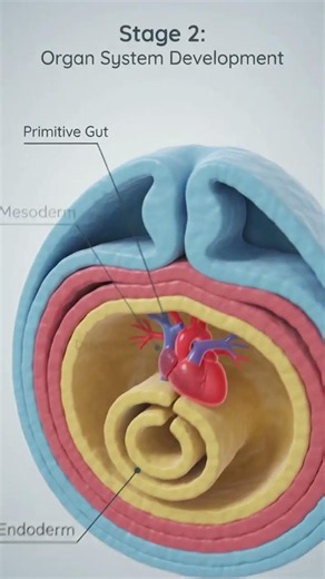 In a few weeks, a tiny embryo begins building a human body #earlypregnancy #embryology #implantation