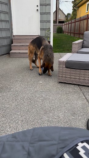 54 reactions · 7 comments | I’ll save you! Anything for my Chuckit Fetch Games glo ball! #funnyvideos #dog #gsd #germanshepherd #ball #ballislife | Fluffbutt Remy | Facebook