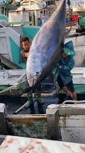 Hauling a Monster! Watch This Giant Bluefin Tuna Come Aboard! 🐟🚢 #BluefinTuna #FishingLife #MonsterCatch #黑鮪魚 | Seafood Adventure