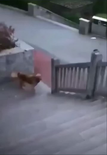 #foryoupage #foryoupage #fypage #fypage #foryou #foryou #viral #fyb animals caught In 4k