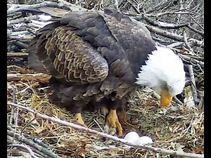 2023 02 20 Hays Egg2 - Pittsburgh Hays Bald Eagles