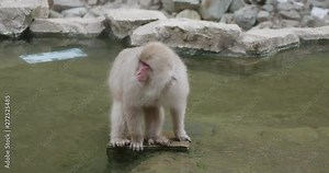 Snow monkey sitting in the middle of a hot spring - onsen - looks around before jumping across the water to the edge