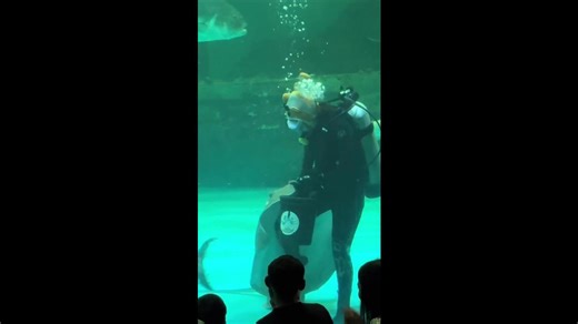 Stingray swallows a fish while tucking into lunch