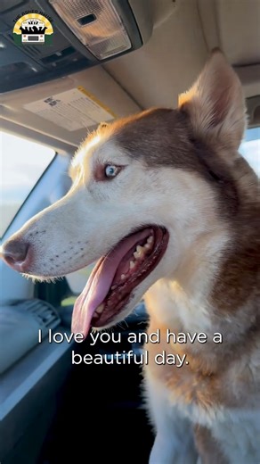Our local shelter is way over capacity so we picked up a few very grateful pups. I can't believe these beautiful dogs were on the streets ❤️ | The Asher House