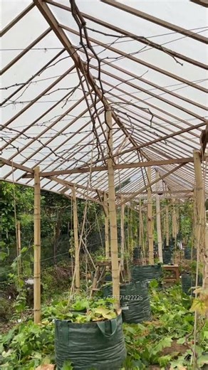 Pohon Anggur di Pangkas Total di Kebun