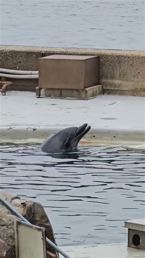 城崎マリンワールドのイルカショー待ちでふと横見たら、餌で遊んでて可愛かった