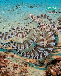 This octopus can impersonate a wide variety of other marine animals 😱🐙 | Furry Tails