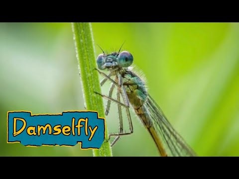 Are you curious about Damselfly?/ Let’s Learn about Damselfly.