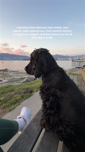 crying again 🥹 #cockerspaniel #puppy